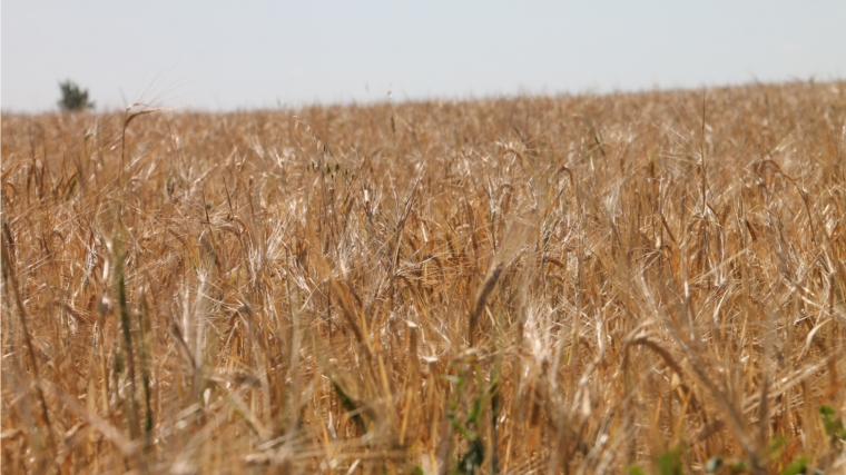 В хозяйствах Шумерлинского района продолжается уборка зерновых культур