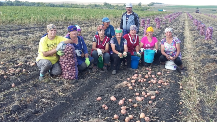 На полях Шемуршинского района началась уборка картофеля