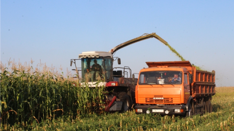 В Яльчикском районе активными темпами ведется уборка кукурузы на силос