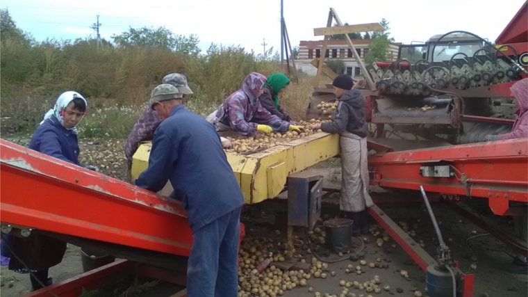 Подошла осень и вместе с ней - уборка картофеля