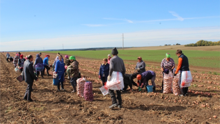 В хозяйствах Урмарского района продолжается «битва» за урожай