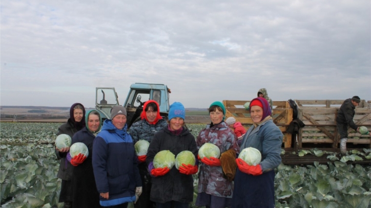 В хозяйствах Ядринского района завершена уборка зерновых и зернобобовых культур, картофеля и продолжается уборка капусты