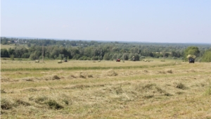 В сельскохозяйственных предприятиях Ядринского района идет полным ходом заготовка кормов