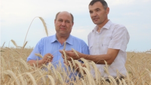 В Ядринском районе вышли на уборку озимых зерновых культур