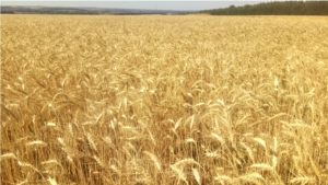 Уборка зерновых культур в Мариинско-Посадском районе набирает обороты