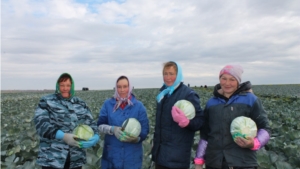 Ядринский район: на полях КФХ О.В.Григорьевой продолжается уборка белокочанной капусты