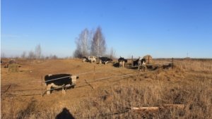 В районе завершился осмотр готовности животноводческих помещений к зимовке