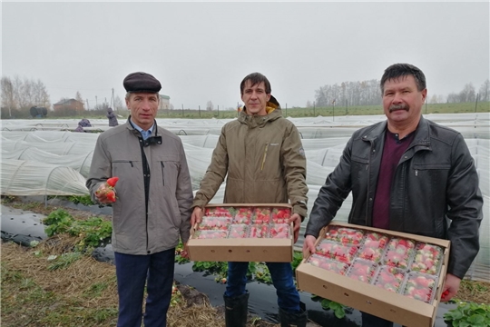 Октябрьская клубника в Чебоксарском районе