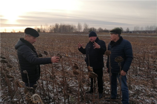 В Чебоксарском районе завершается уборка подсолнечника и кукурузы на корм