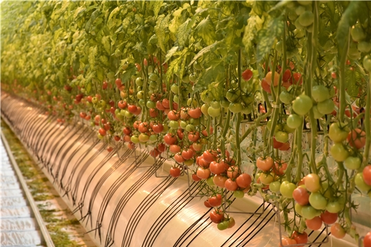 В Чувашии официально открылся тепличный комплекс «Новочебоксарский» проектной мощностью 20 тысяч тонн овощей в год