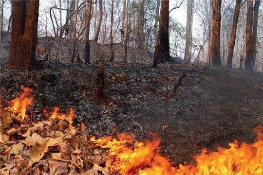 Сжигание листвы и сухой травы может привести к пожару!