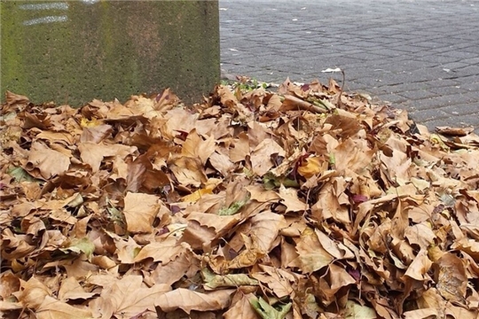 Входят ли уличный смёт и листья в состав ТКО: мнение эксперта