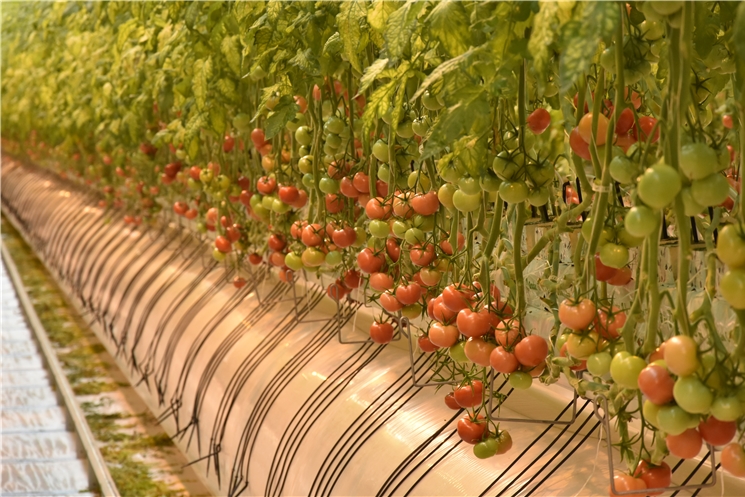 В Чувашии официально открылся тепличный комплекс «Новочебоксарский» проектной мощностью 20 000 тонн овощей в год