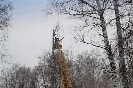 В парке культуры и отдыха города Шумерля продолжается санитарная вырубка аварийных и сухостойных деревьев