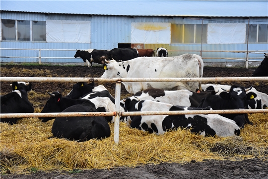 Зимовка скота в Ибресинском районе под особым контролем