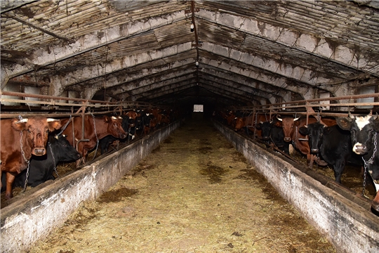 Зимовка скота в Ибресинском районе проходит в штатном режиме