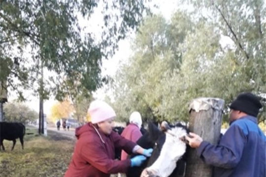 Ветеринарные специалисты Кошноруйского ветеринарного пункта провели обработку крупного рогатого скота против гиподерматоза