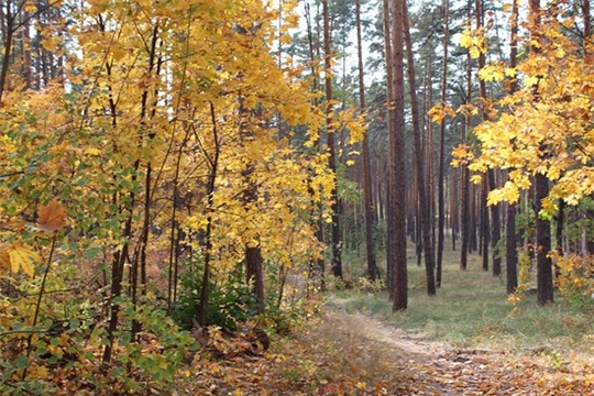Прогулка в осенний лес