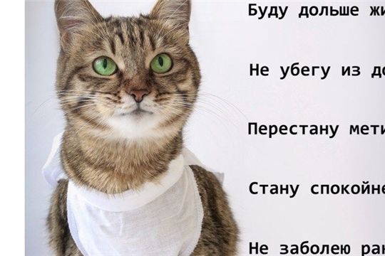 О стерилизации и кастрации домашних животных