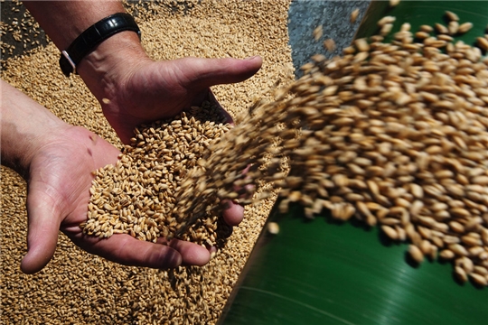 Аграриям Чувашии в ближайшие дни перечислят 79,6 млн рублей на элитные семена