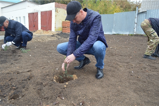 Посадка голубых елей на сквере перед отделение почты