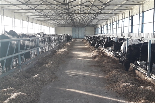 У молочного животноводства большие перспективы