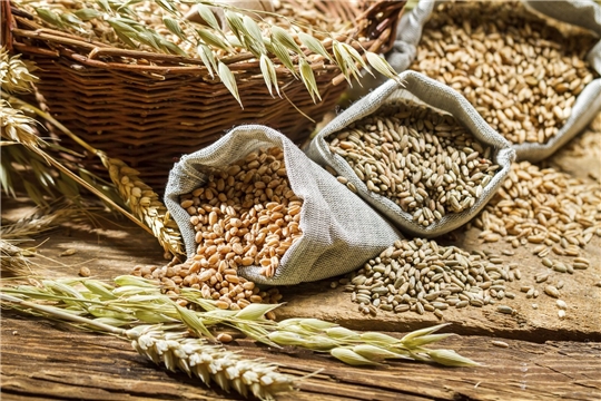 О качестве семян зерновых и зернобобовых культур