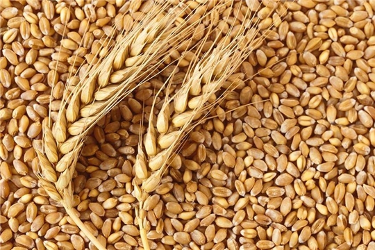 Производство и реализацию зерна берут под контроль