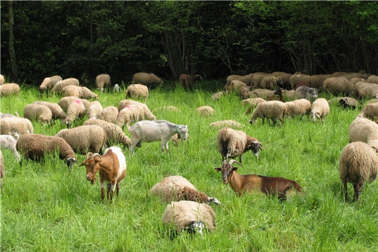 Разрабатывается стратегия развития отрасли овцеводства и козоводства.