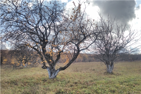 Проведена проверка целевого использования сельхозземель в Ибресинском и Моргаушском районах