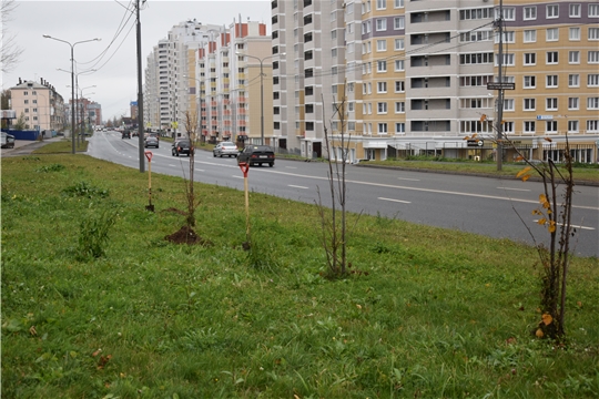 В «чистый четверг» по ул. Пирогова, 12 посадили саженцы липы