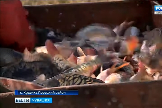 Путинный день год кормит: в рыбоводческом хозяйстве Порецкого района собирают плавучий урожай