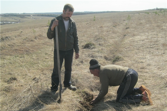 В 2019 году в Урмарском районе высажено более 15 тысяч деревьев