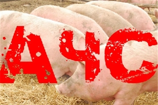 Профилактика африканской чумы свиней в Чувашской Республике