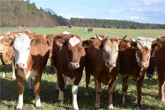 Продолжаются мероприятия по ликвидации лейокза крупного рогатого скота на территории республики