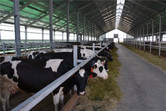 По итогам работы за 11 месяцев текущего года в сельскохояйственных предприятиях района поголовье крупного рогатого скота увеличилось
