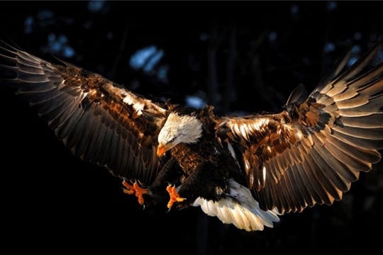 тест