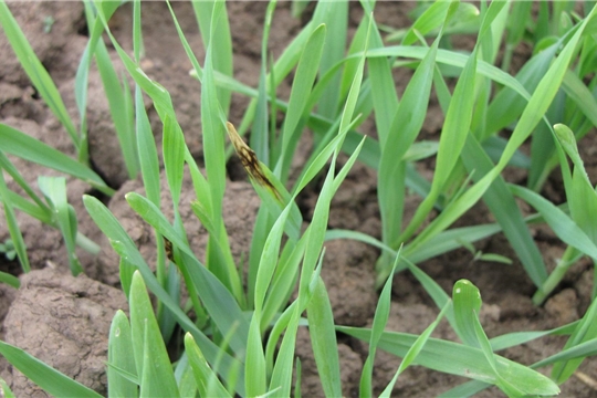 Россельхозцентр предупреждает: на посевах ярового ячменя обнаружен сетчатый гельминтоспориоз