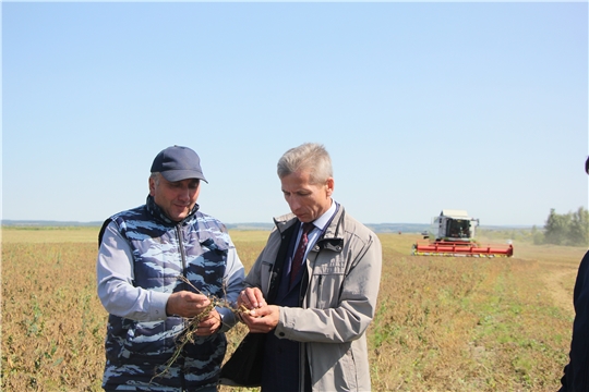 Все больше сельхозпредприятий Чебоксарского района подключаются к уборке зерновых и зернобобовых культур