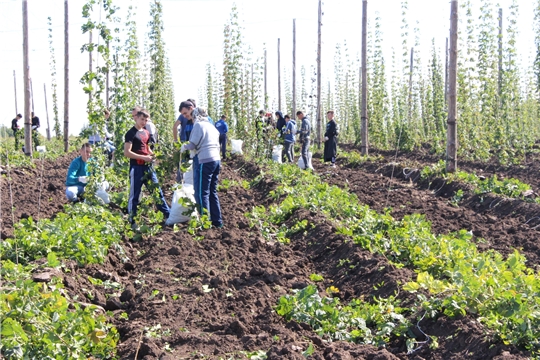 В Студгородке в Кшаушском сельском поселении завершается уборка хмеля
