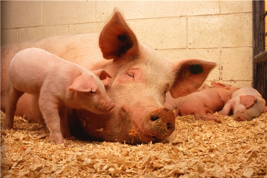 Внимание! Очаг африканской чумы свиней на территории Ульяновской области!