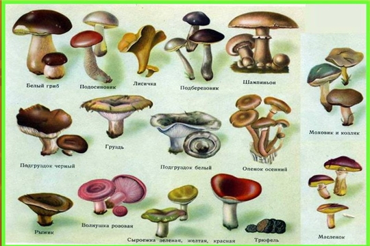 Профилактика грибных отравлений