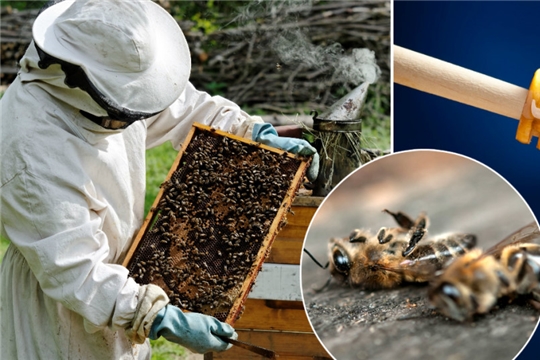 Мероприятия для предупреждения отравления пчёл пестицидами