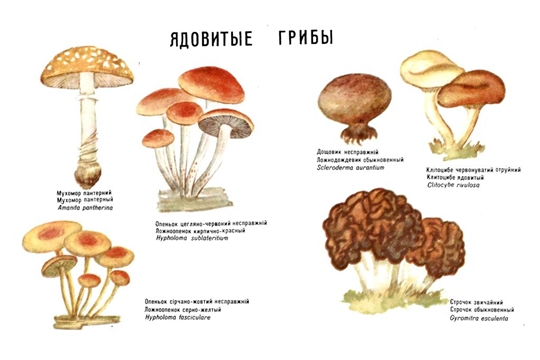 Не все грибы одинаково полезны