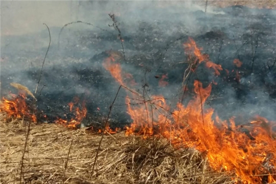 Правила поведения при сжигании сухой травы