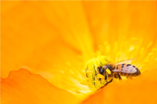 Рекомендации пчеловодам для сохранения медоносных пчел