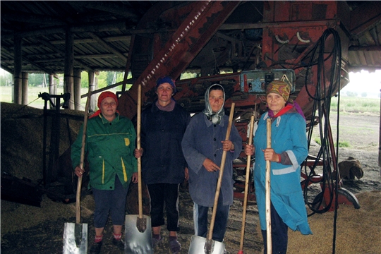 В Ибресинском районе продолжается уборка зерновых культур