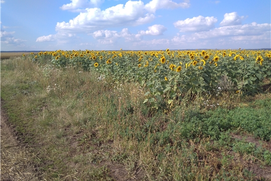 Уборочные работы продолжаются