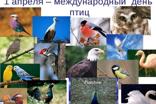 Международный день птиц