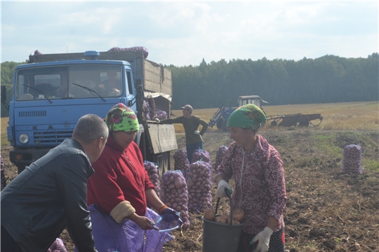 В Канашском районе уборка зерновых завершается, начинается копка картофеля
